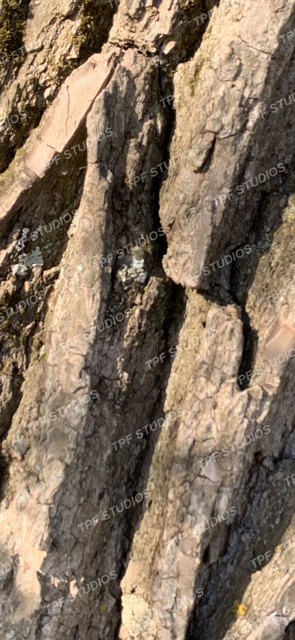 Bark, close up