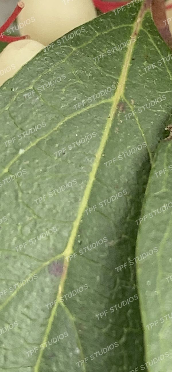 Dogwood leaf