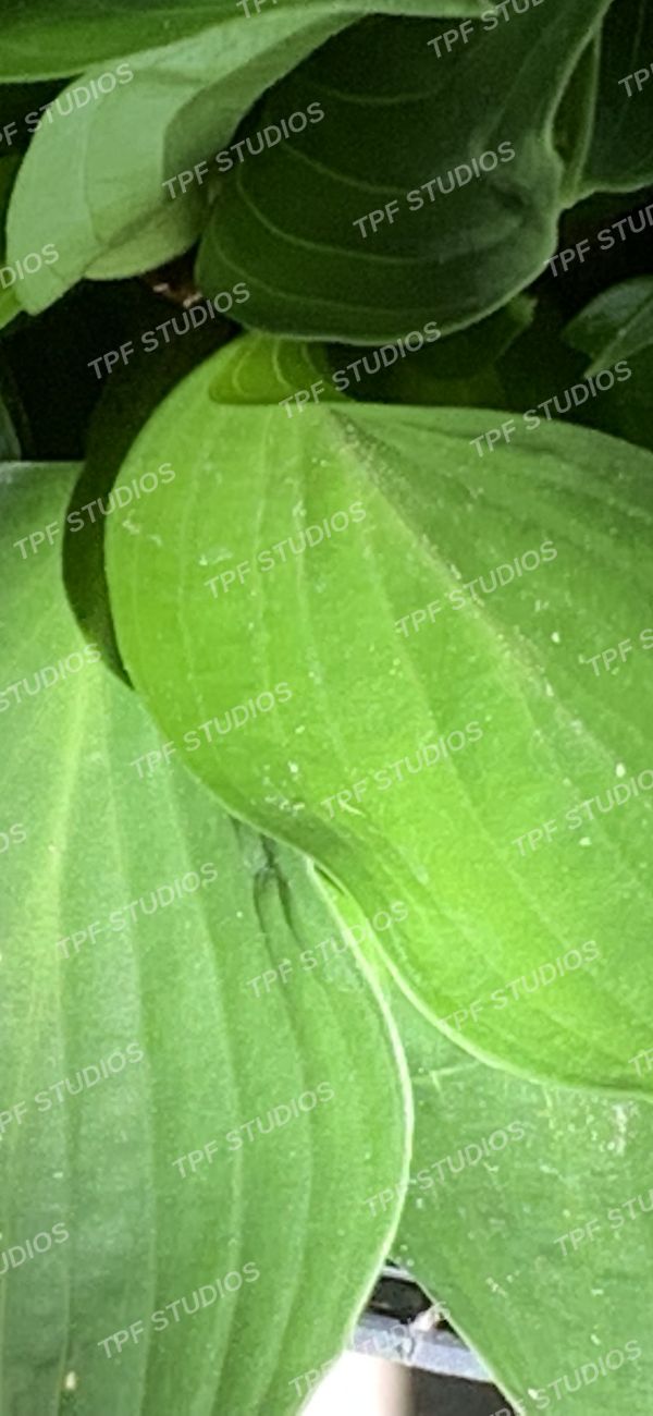 Hosta, overlapped
