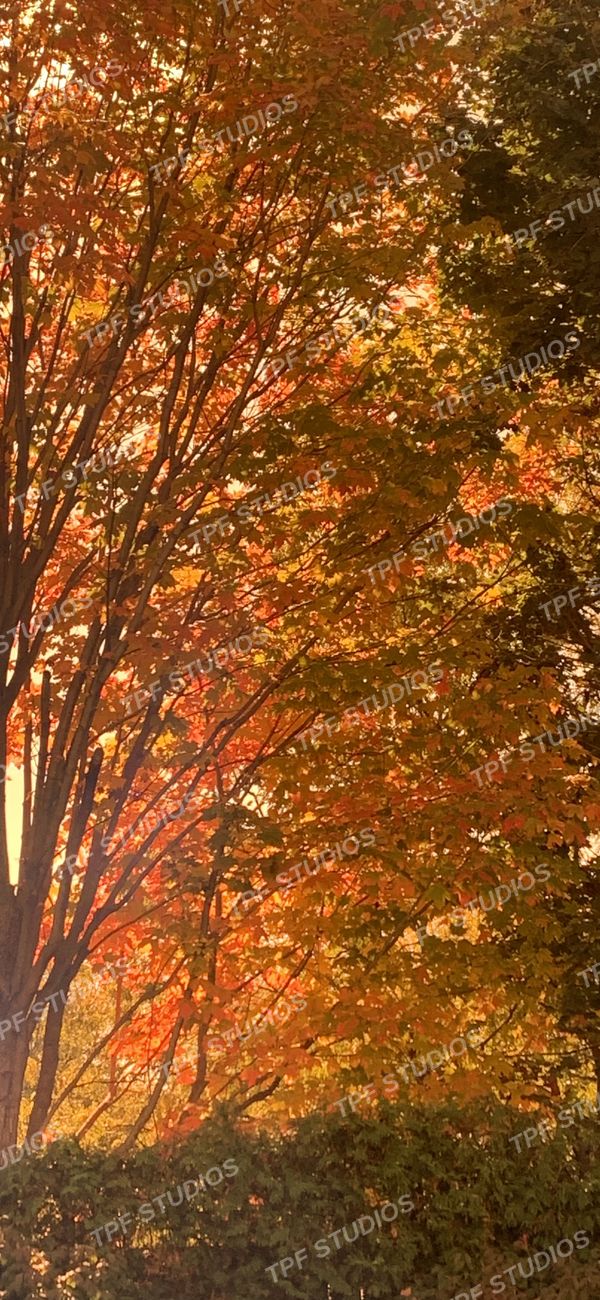 Maple in October