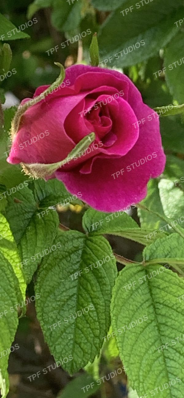 Rose, half open