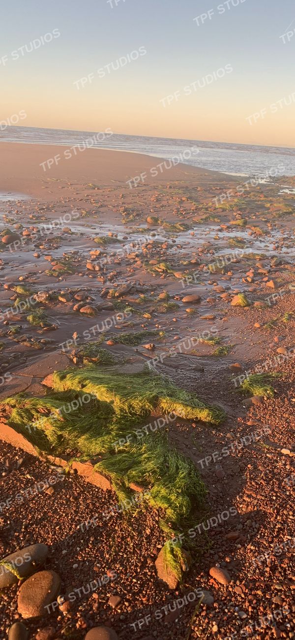 Seaweed at low tide
