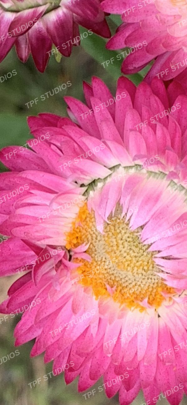 Strawflower, single
