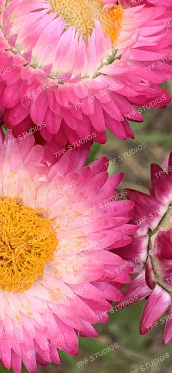 Strawflowers